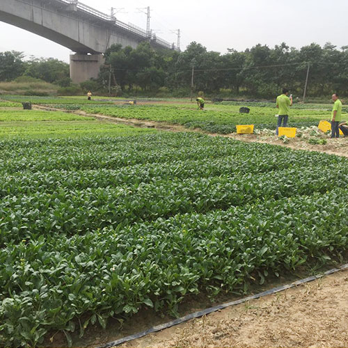 云南基地种植基地深圳市七亩地农产品实业有限公司