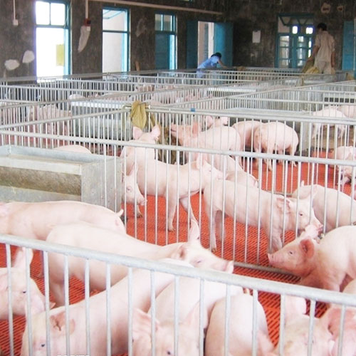 养猪场5基地仓库深圳市七亩地农产品实业有限公司