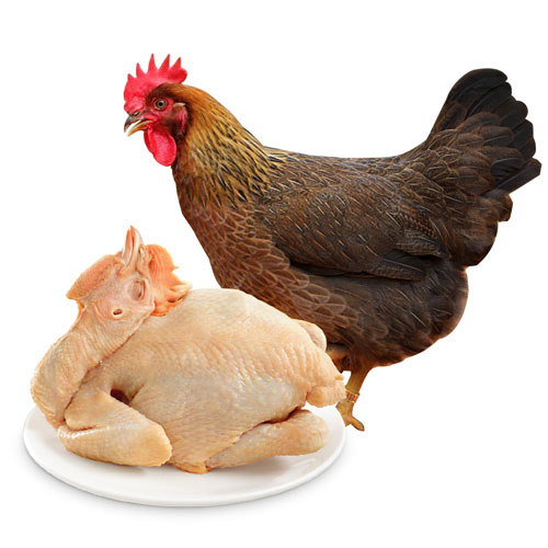 清远麻鸡配送-新鲜肉类-深圳市七亩地农产品实业有限公司