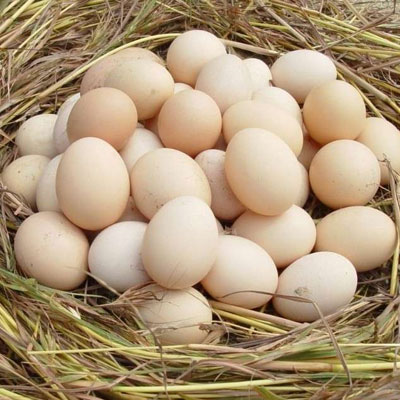 土鸡蛋配送调料干货深圳市七亩地农产品实业有限公司