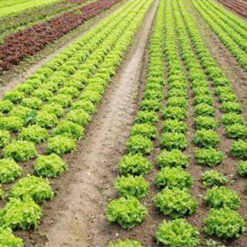 种植基地种植基地深圳市七亩地农产品实业有限公司